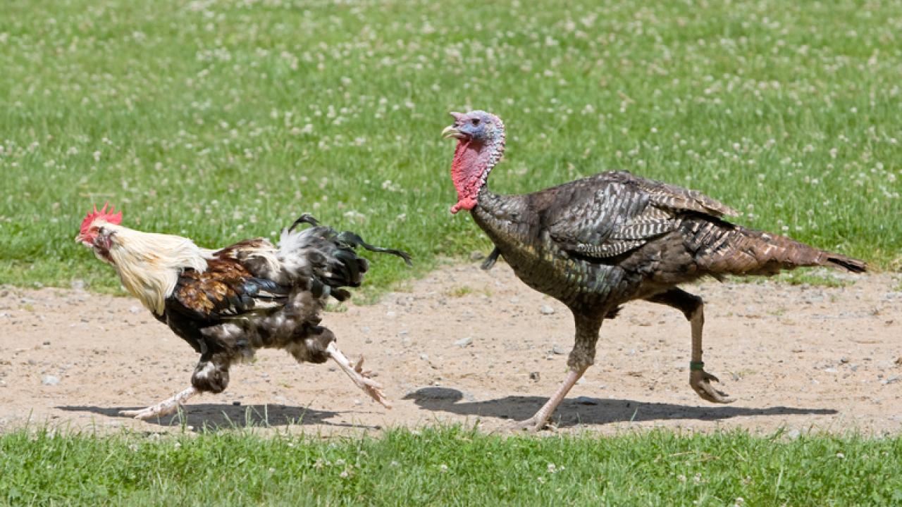chicken and turkey out for a walk