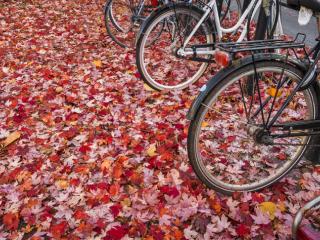 Fall foliage with bikes